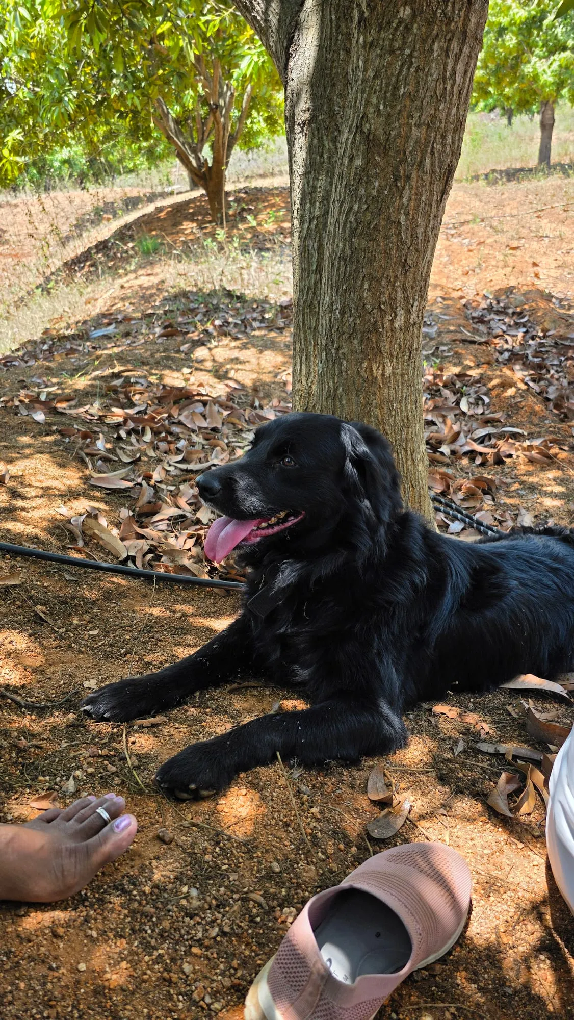 A black dog resting in the shade under a tree