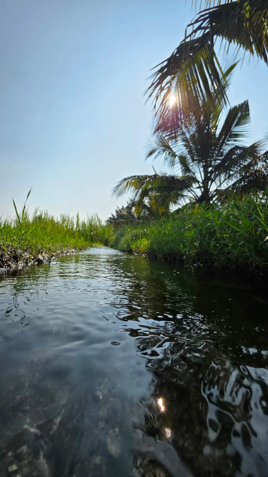 A narrow canal lined with reeds and palm trees