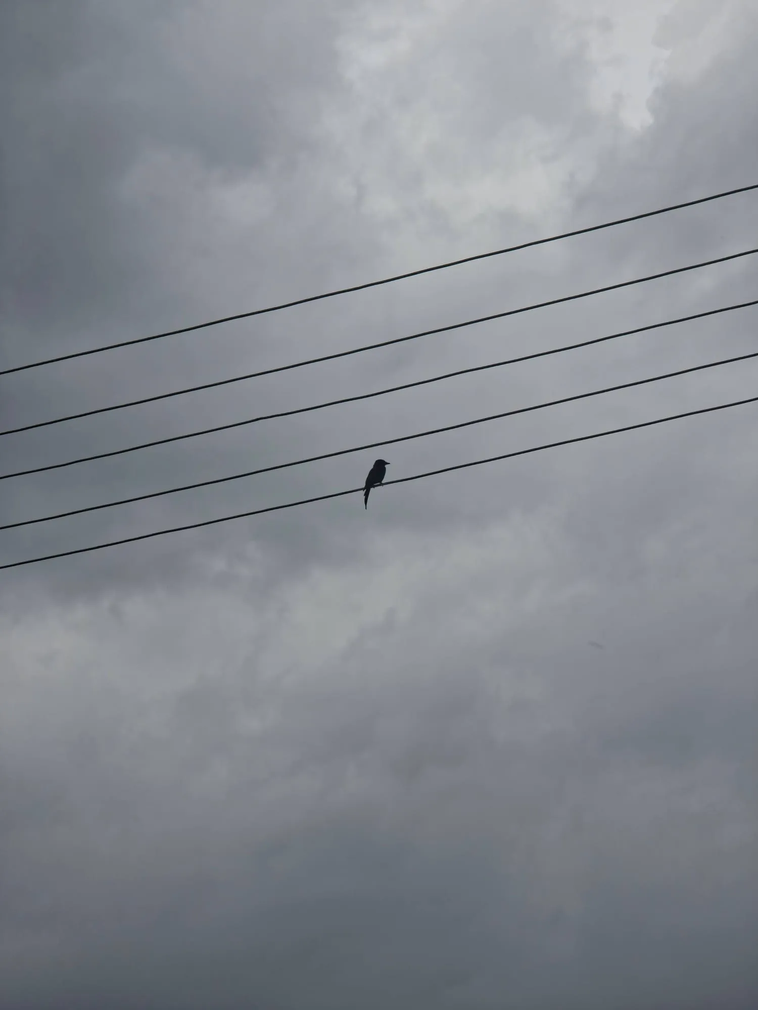 A bird perched on power lines under grey clouds