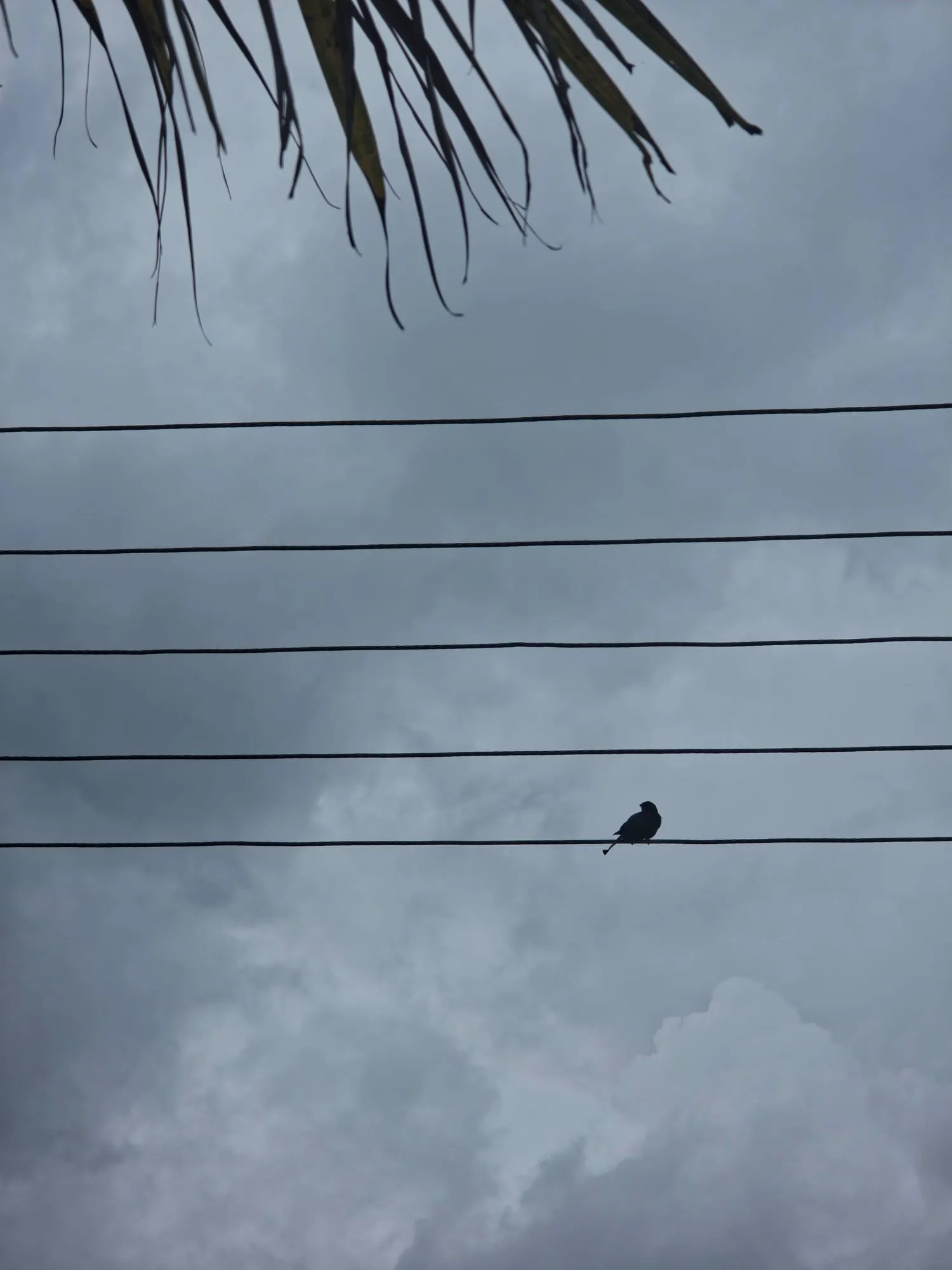 A bird on power lines with palm fronds hanging overhead