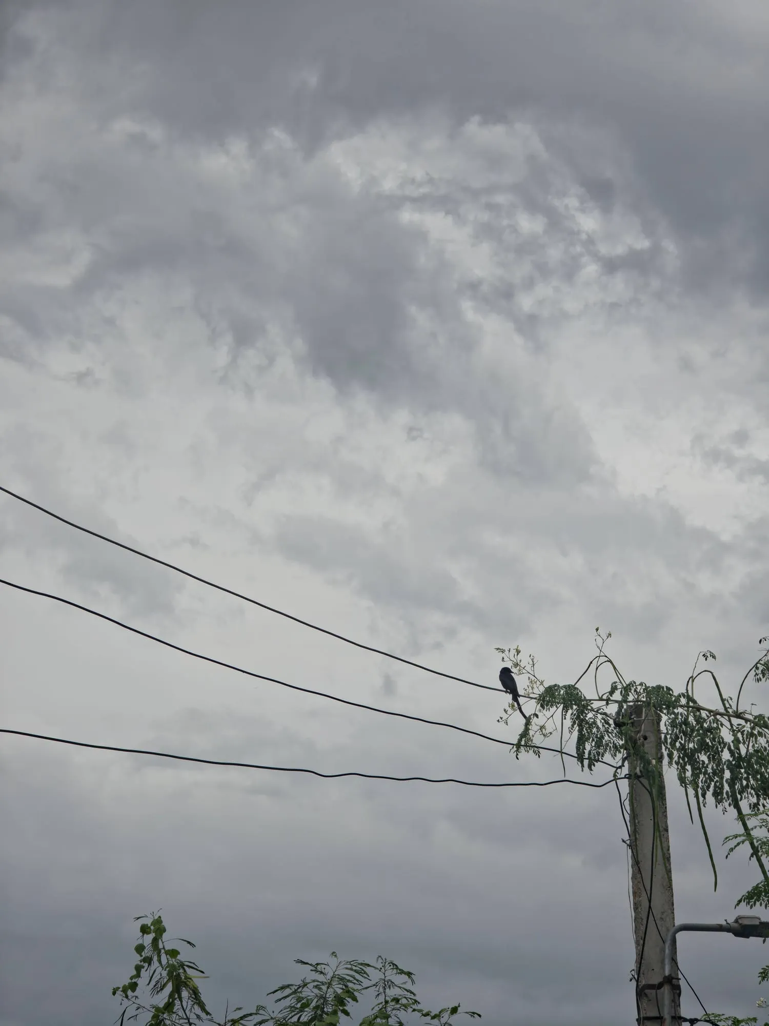 Power lines and a tree against an overcast sky