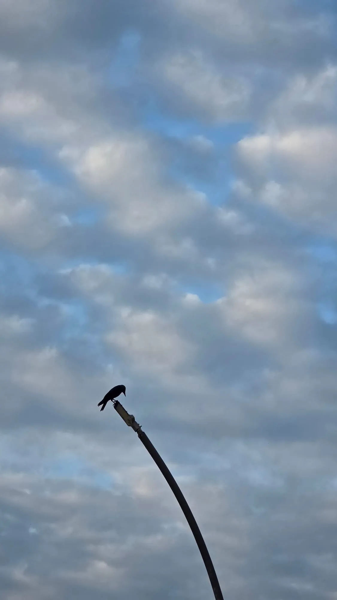 A crow perched on a bent pole against the clouds